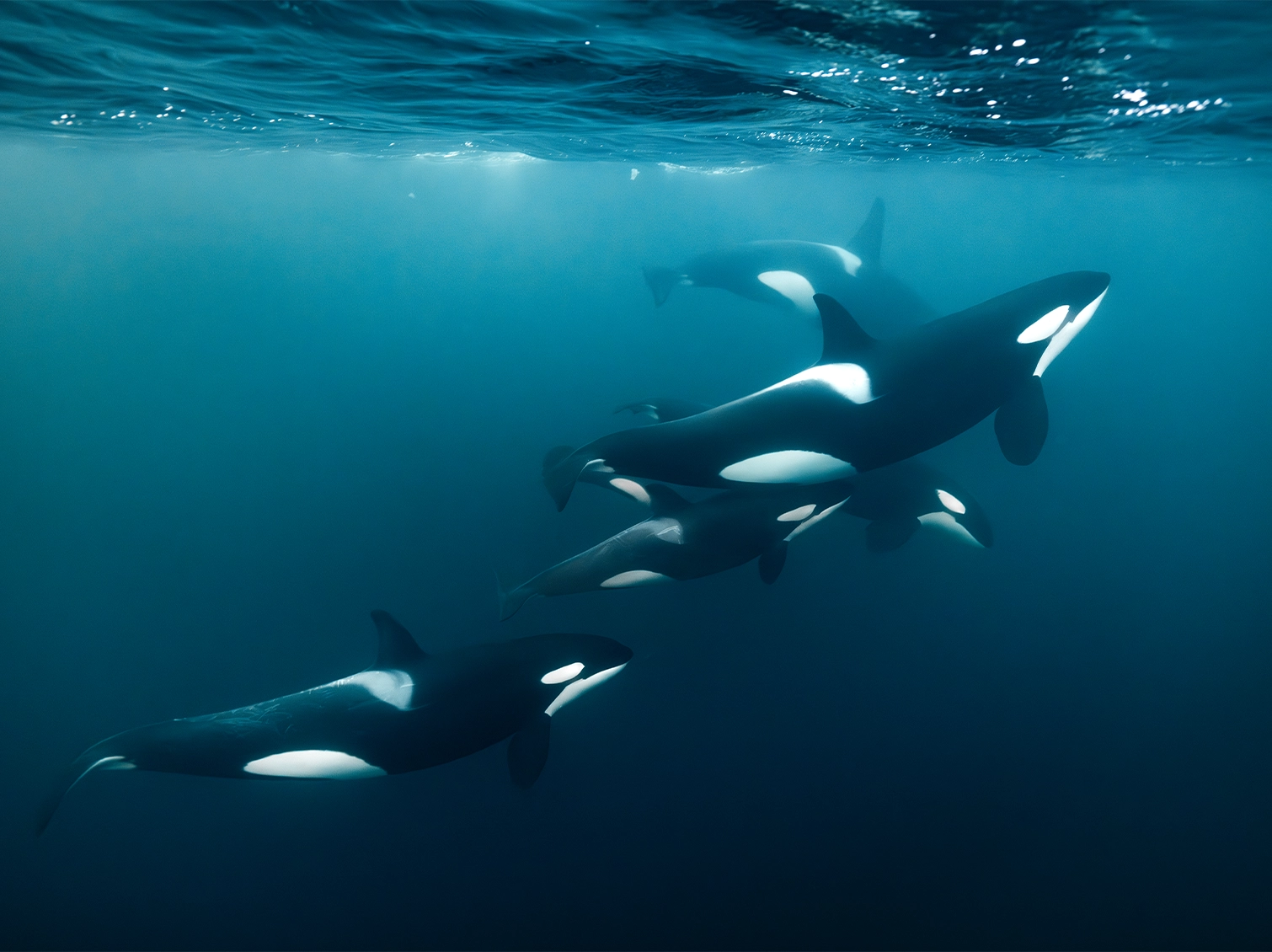 Collective_Stephane-Granzotto_Banner-02