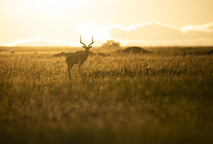 Collective_Stephane-Granzotto_Content_Landscape-01