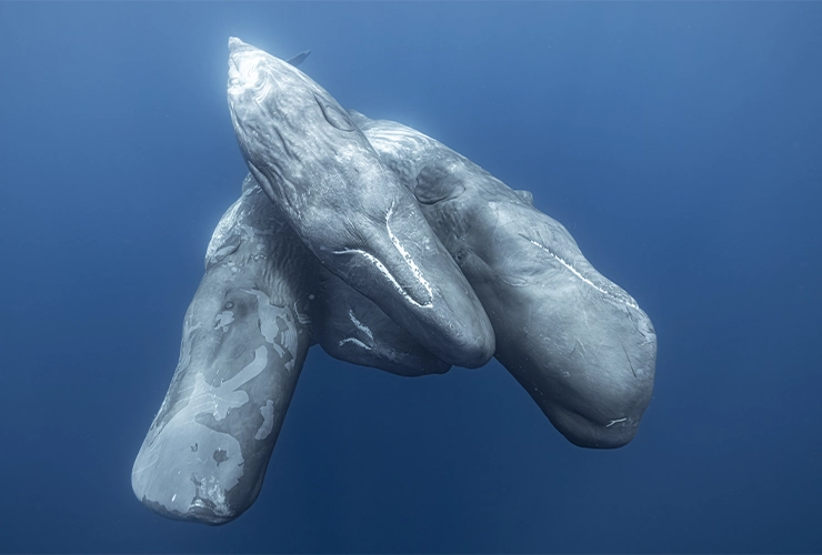 Collective_Stephane-Granzotto_Content_Landscape-02