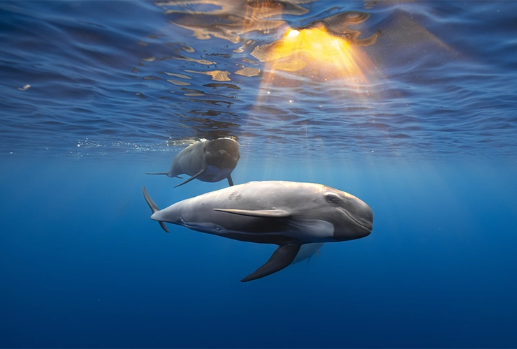 Collective_Stephane-Granzotto_Content_Landscape-03