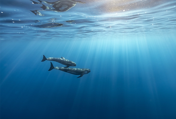 Collective_Stephane-Granzotto_Content_Landscape-04