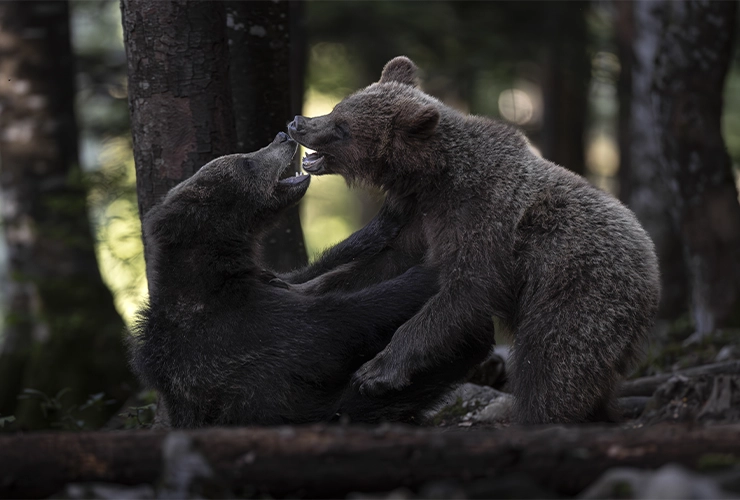 Collective_Stephane-Granzotto_Content_Landscape-05