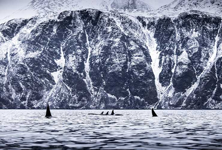 Collective_Stephane-Granzotto_Content_Landscape-07