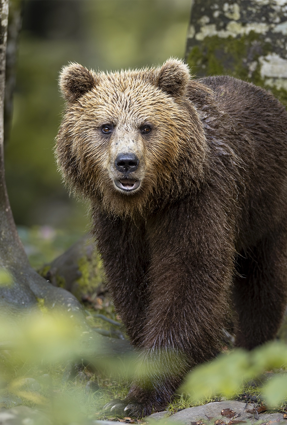 Collective_Stephane-Granzotto_Content_Portrait-01