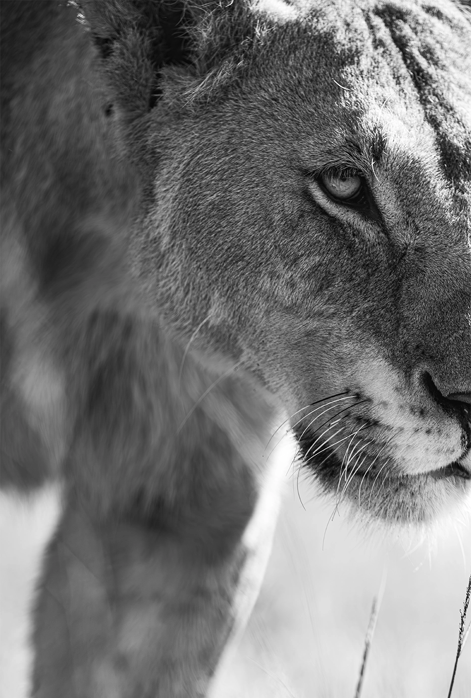 Collective_Stephane-Granzotto_Content_Portrait-02