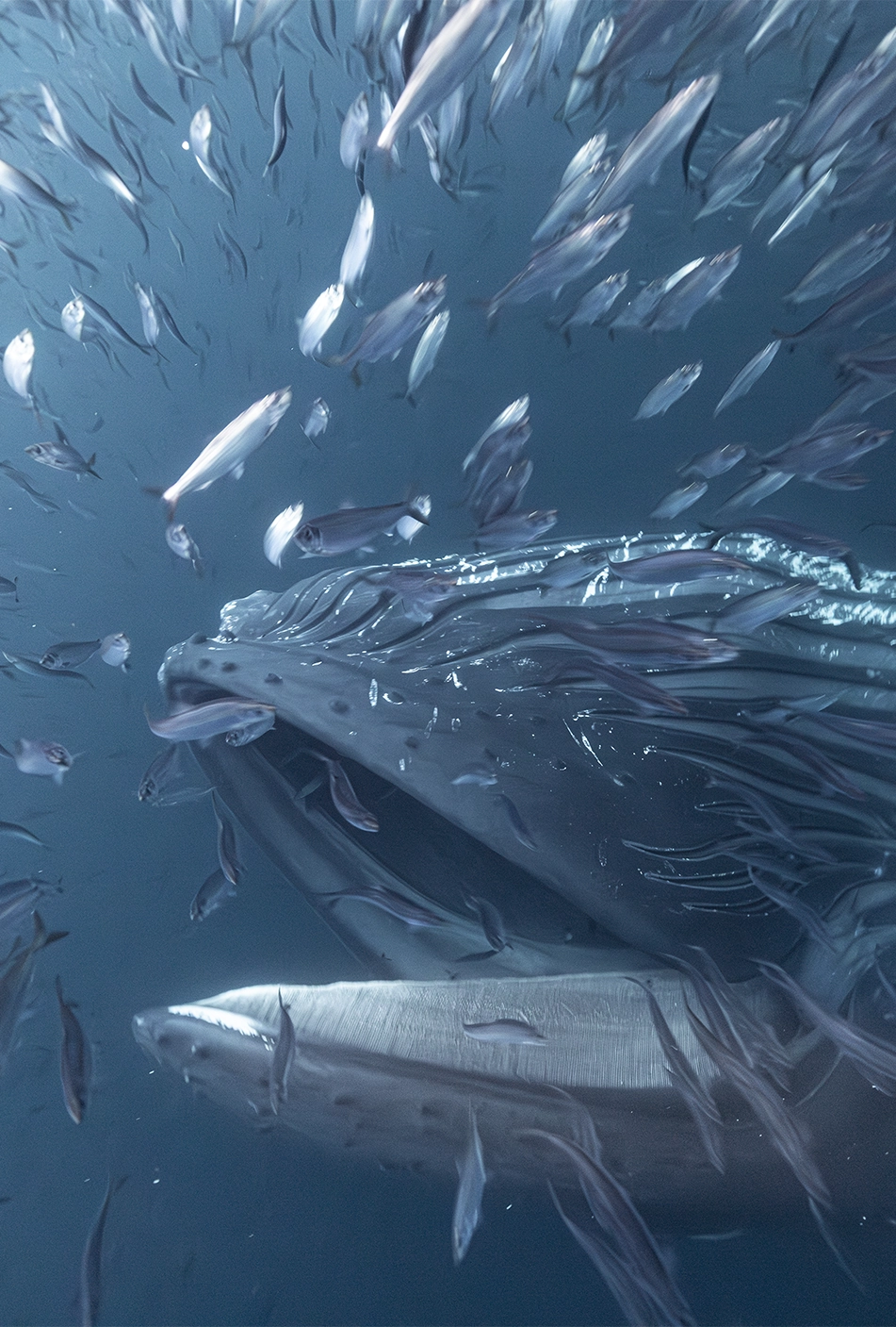 Collective_Stephane-Granzotto_Content_Portrait-03